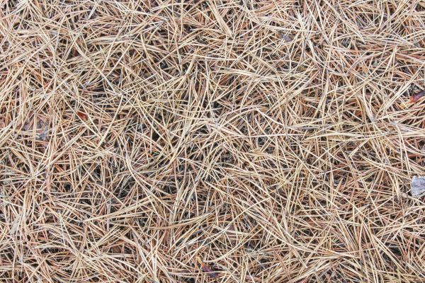 Pine Straw Installation in Madison