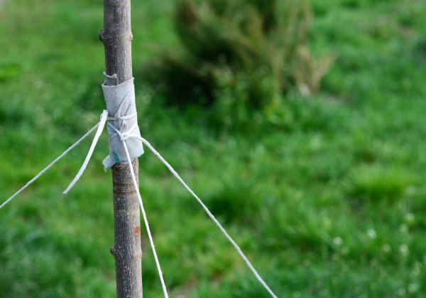 Tree Staking Service in Madison