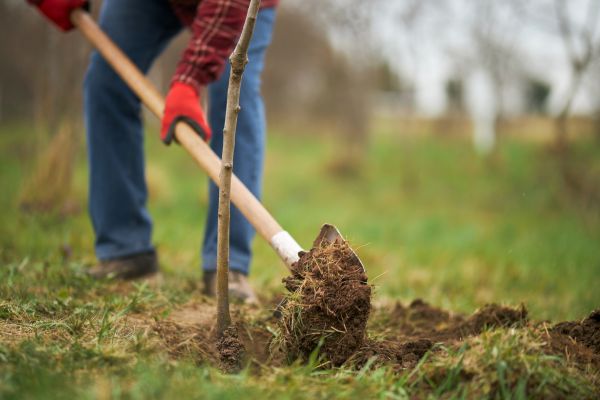 Tree Replacement in Madison