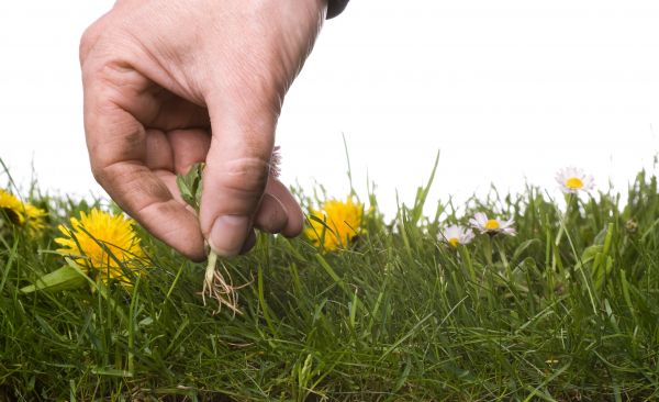 Lawn Weeding in Madison