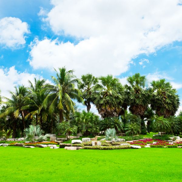 Tropical Landscaping in Madison