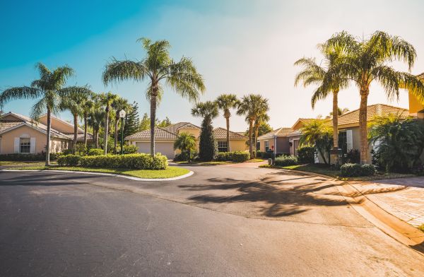 Palm Tree Landscaping in Madison