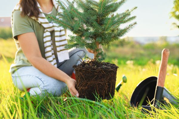 Spruce Tree Planting in Madison