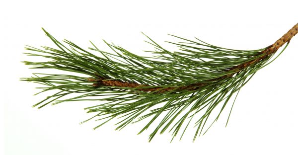 Pine Needles Installation in Madison