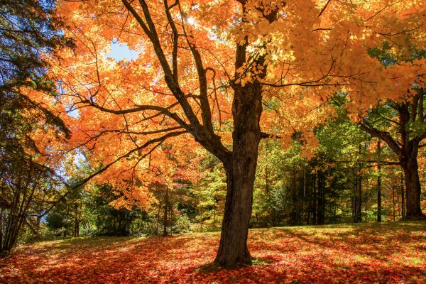 Maple Tree Planting in Madison