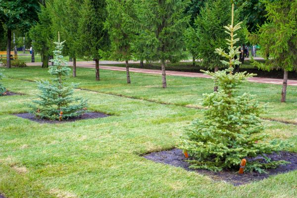 Privacy Trees Planting in Madison