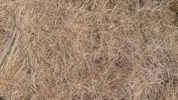 Pine Straw Replacement in Madison