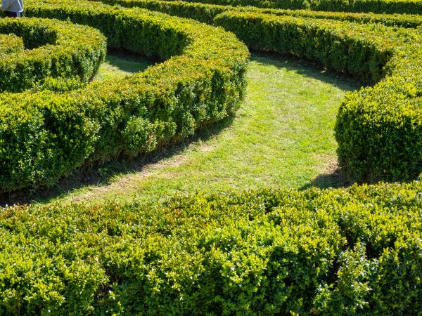 Bush Landscaping in Madison