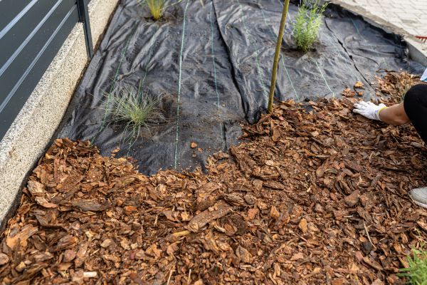 Pine Bark Spreading in Madison