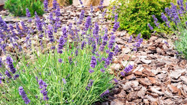 Pine Bark Landscaping in Madison