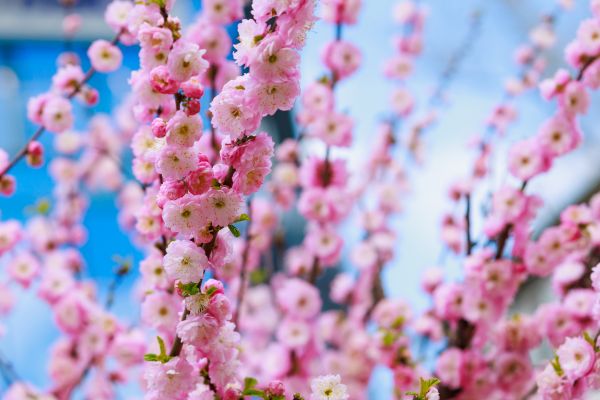 Japanese Cherry Tree Planting in Madison