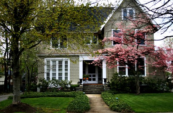 Ornamental Tree Planting in Madison
