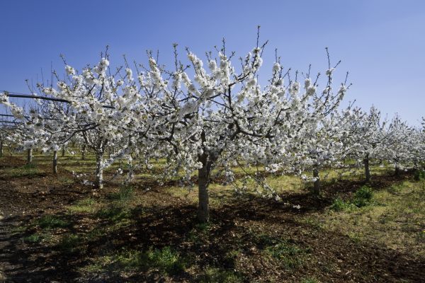 Orchard Planting in Madison