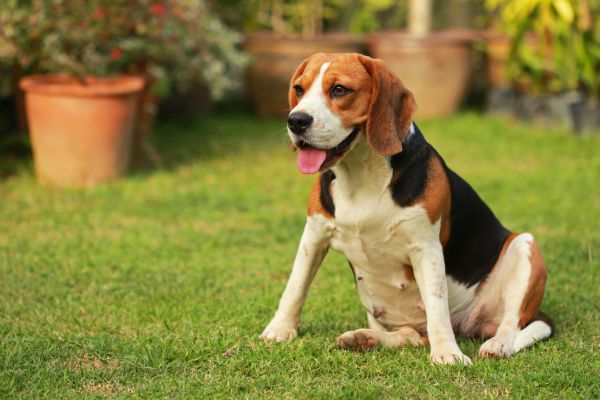 Dog Friendly Landscaping in Madison