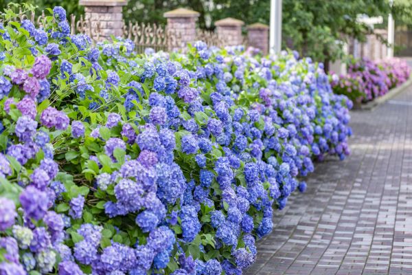 Hydrangea Landscaping in Madison
