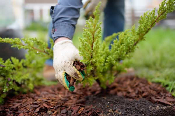Church Mulching in Madison