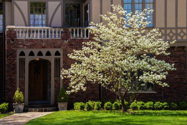 Dogwood Tree Planting in Madison